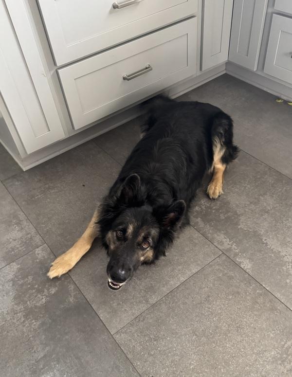 Mike, Adoptable, Adult Male German Shepherd Dog.