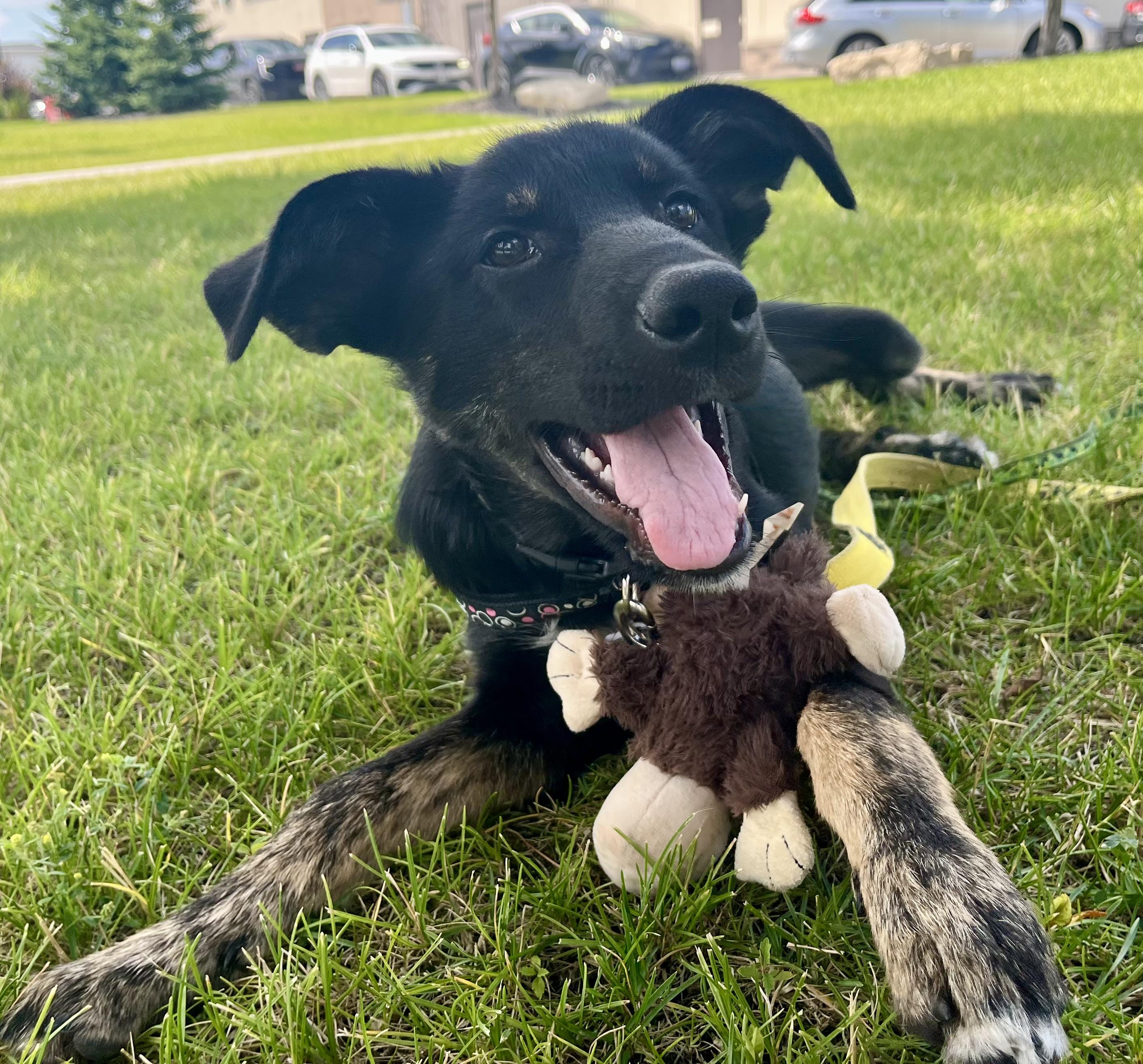 Lucky, an adoptable Shepherd, Black Labrador Retriever in Winnipeg, MB, R2C 1P2 | Photo Image 2