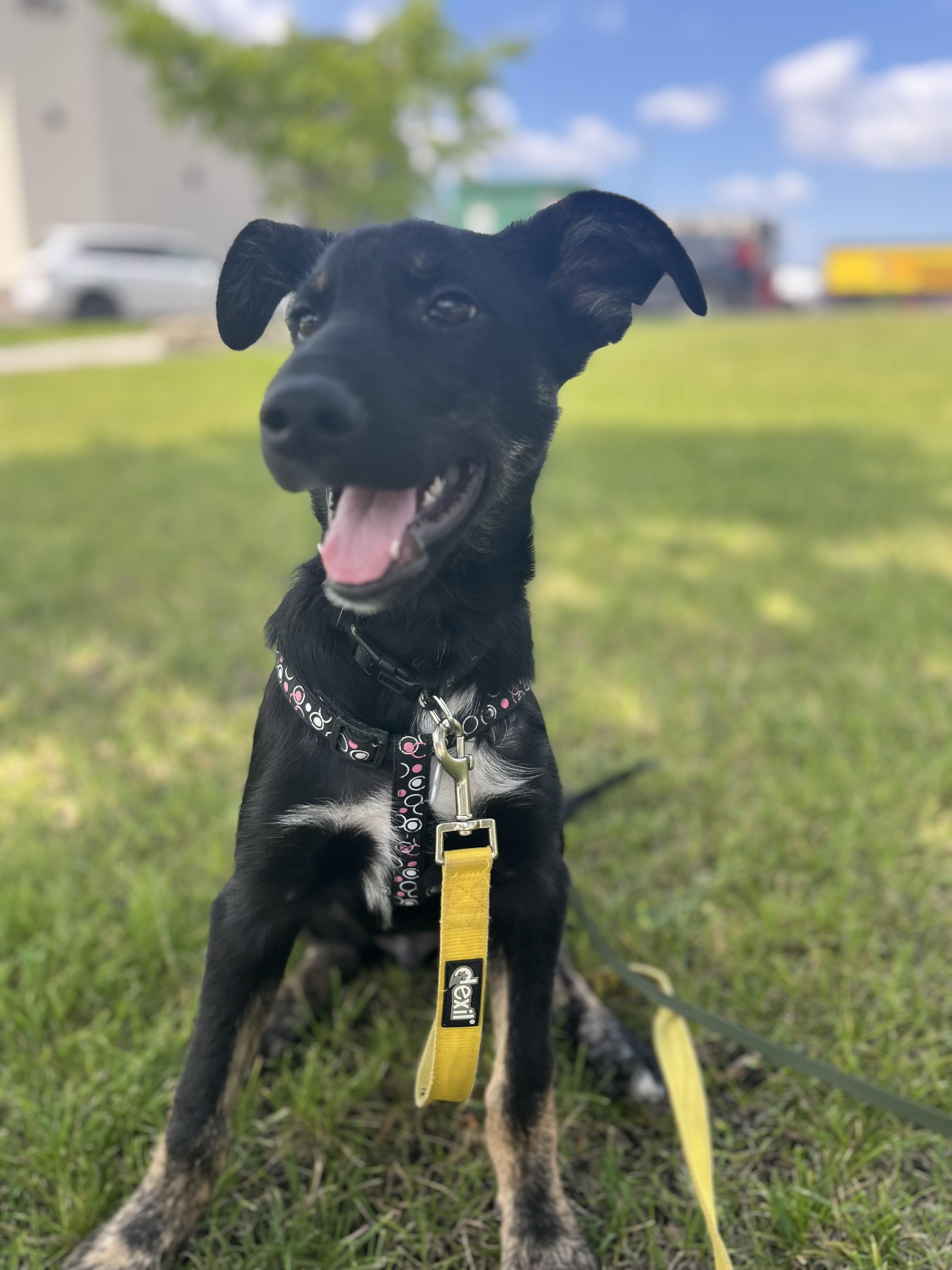 Lucky, an adoptable Shepherd, Black Labrador Retriever in Winnipeg, MB, R2C 1P2 | Photo Image 3