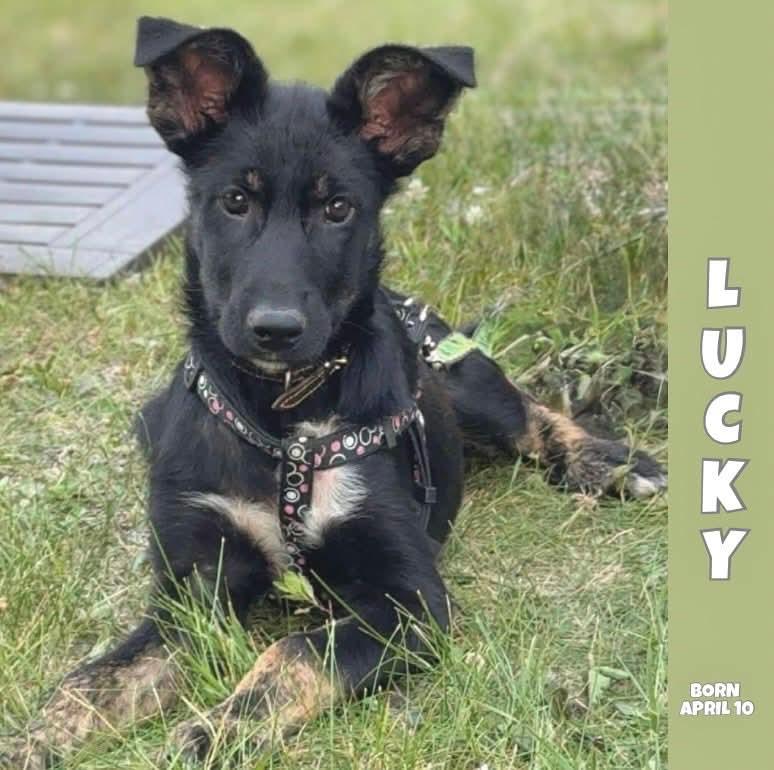 Lucky, an adoptable Shepherd, Black Labrador Retriever in Winnipeg, MB, R2C 1P2 | Photo Image 6