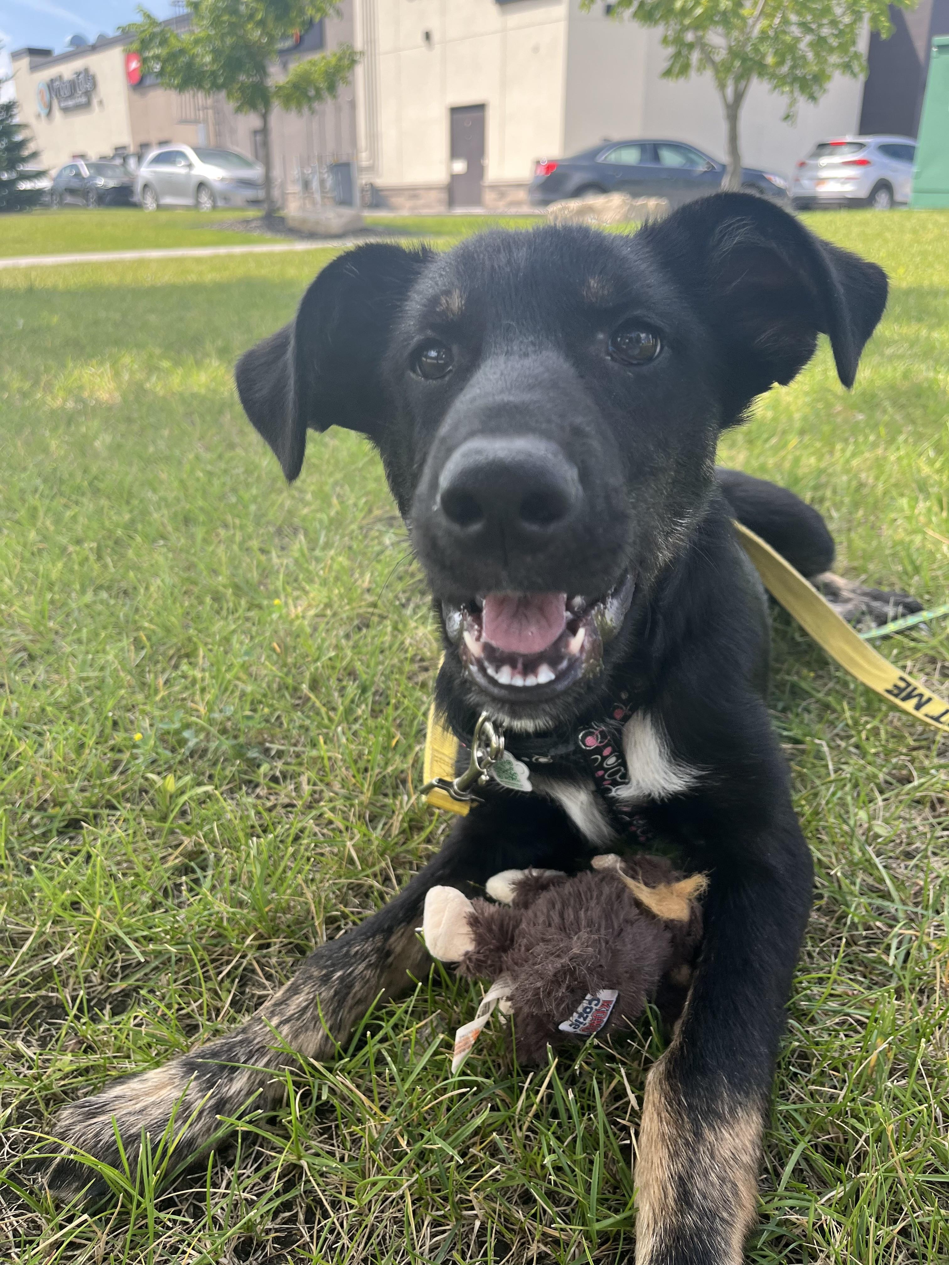Lucky, an adoptable Shepherd, Black Labrador Retriever in Winnipeg, MB, R2C 1P2 | Photo Image 4