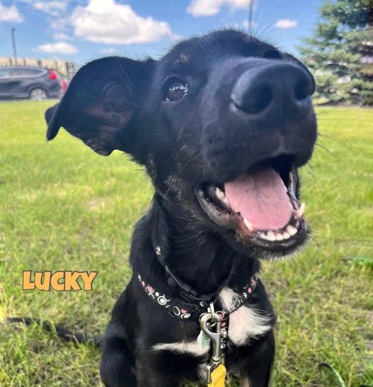 Lucky, an adoptable Shepherd, Black Labrador Retriever in Winnipeg, MB, R2C 1P2 | Photo Image 1