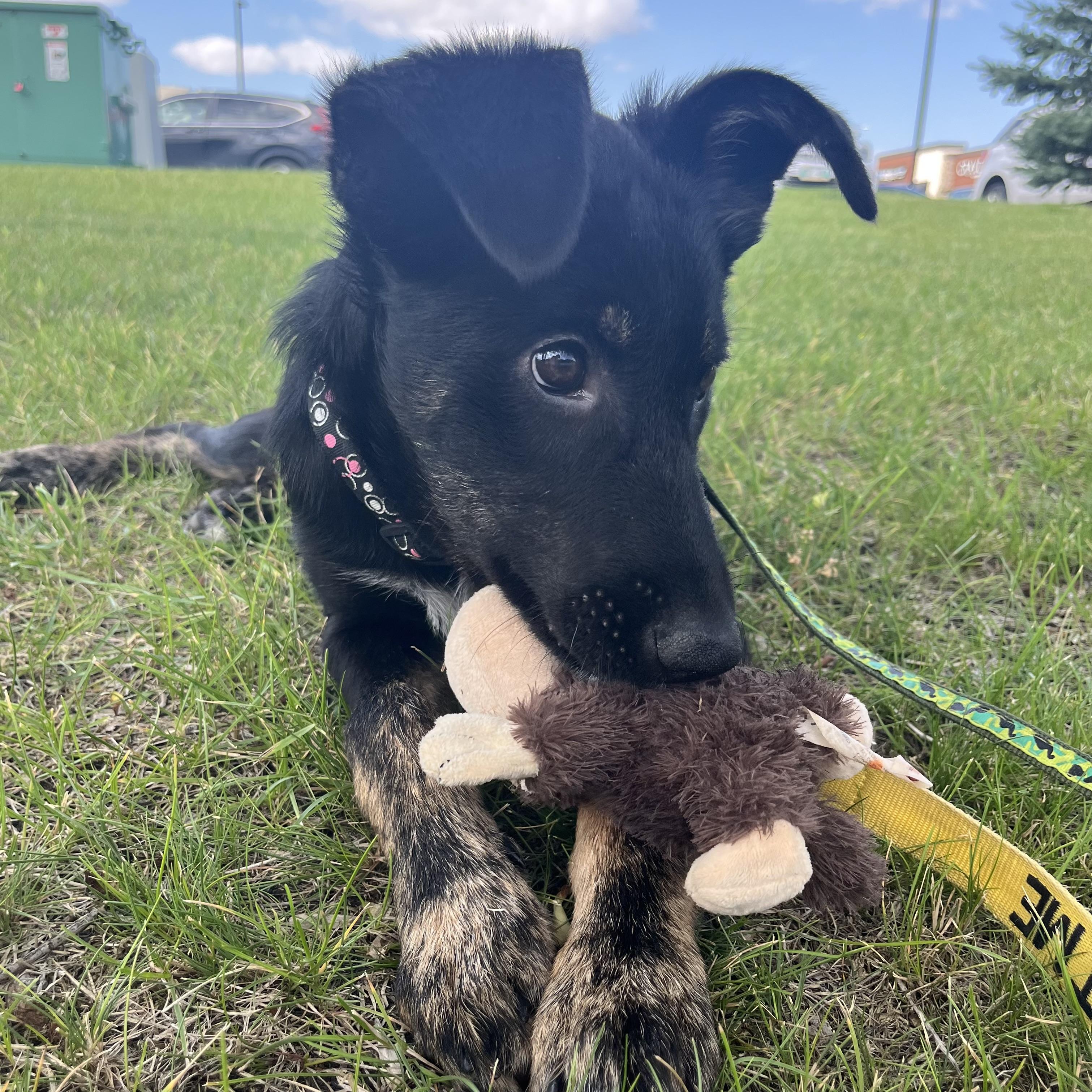 Lucky, an adoptable Shepherd, Black Labrador Retriever in Winnipeg, MB, R2C 1P2 | Photo Image 5