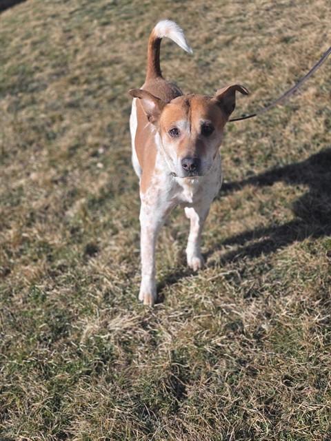 MAX, Adoptable, Senior Male Australian Cattle Dog / Blue Heeler.