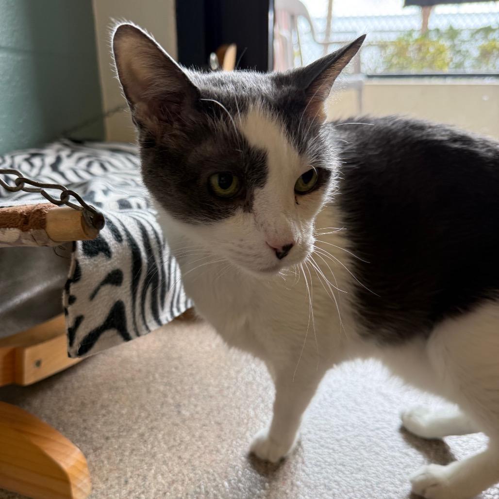 Jax, Adoptable, Senior Male Domestic Short Hair.