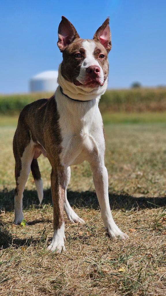 Clive, Adoptable, Young Male Pit Bull Terrier & Husky.