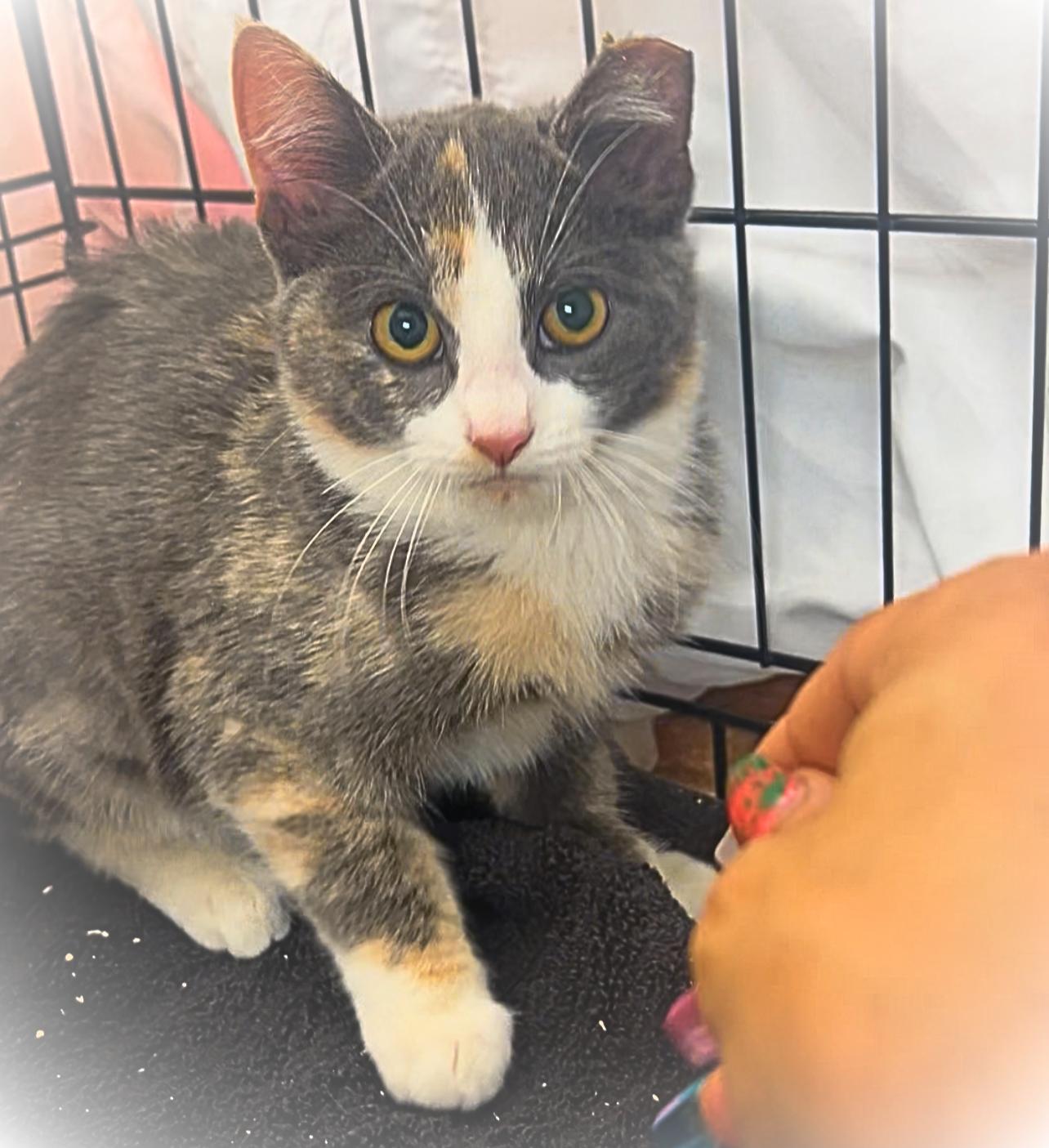 Enlarge Chai T, a flavorful cup of warm tea and companionship, a Adoptable mixed breed in The Dalles, OR image 2/3