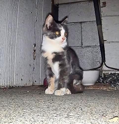 Enlarge Chai T, a flavorful cup of warm tea and companionship, a Adoptable mixed breed in The Dalles, OR image 1/3