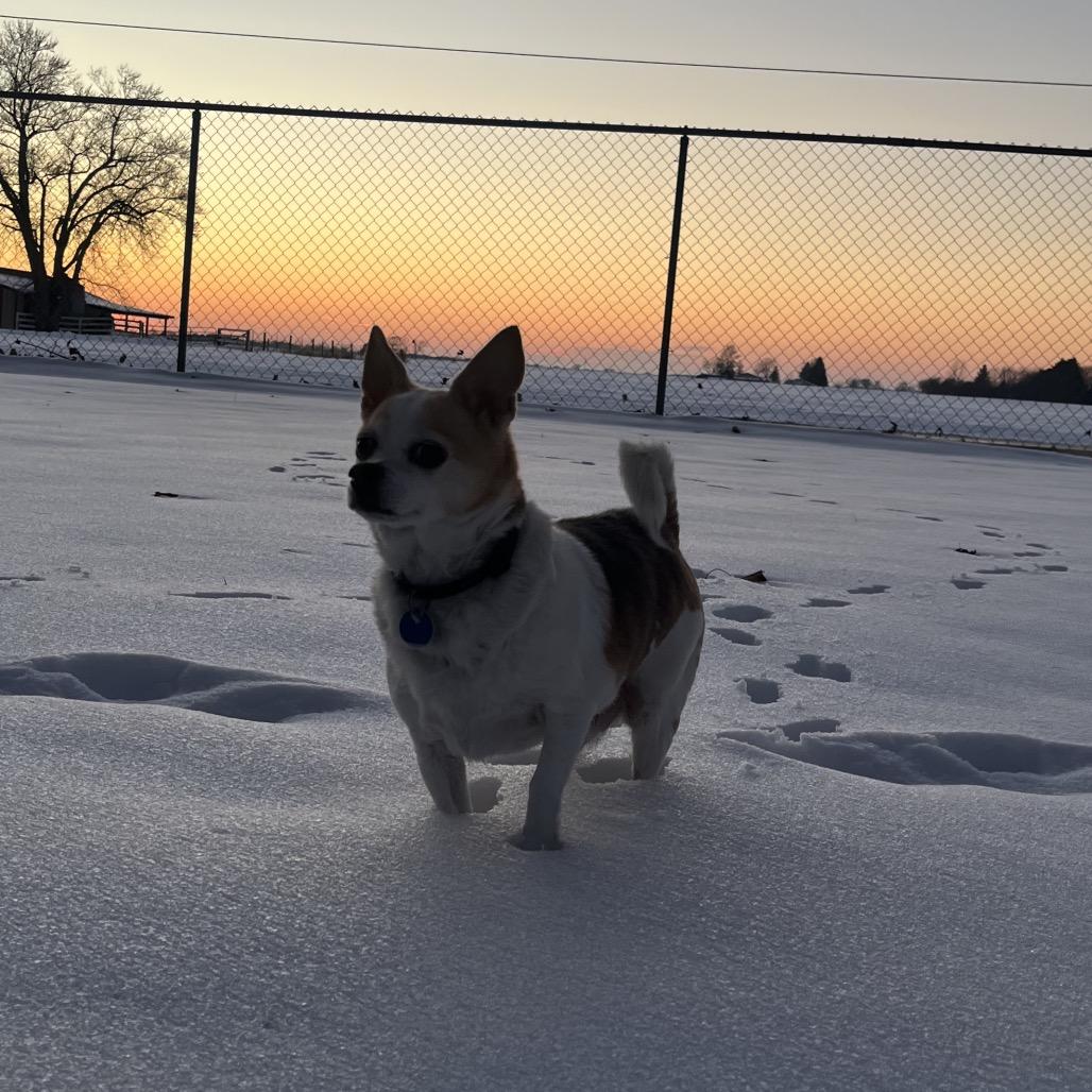 Princeton, Adoptable, Senior Male Chihuahua.