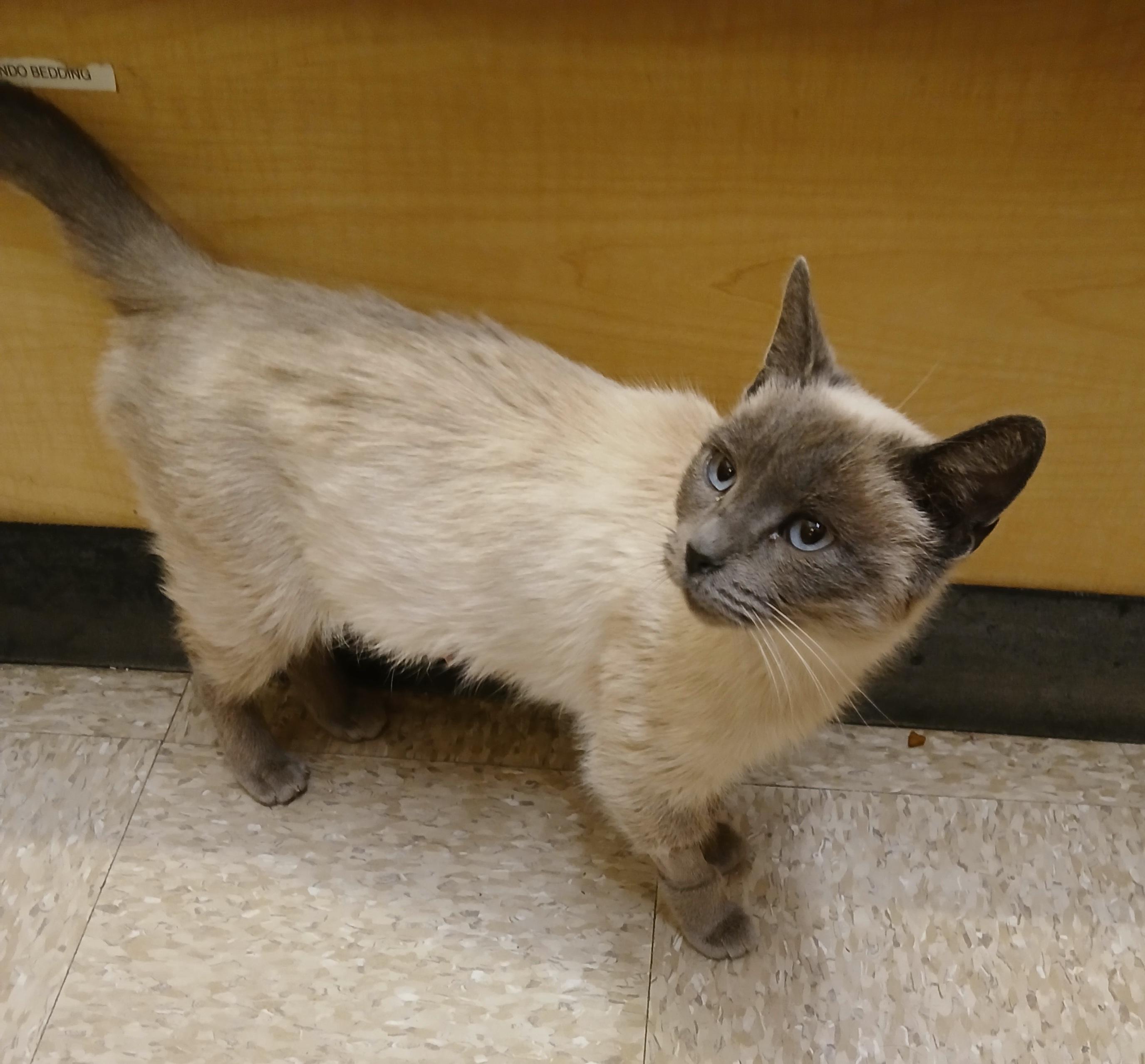 Faye, a Adoptable mixed breed in Albuquerque, NM image 3/6