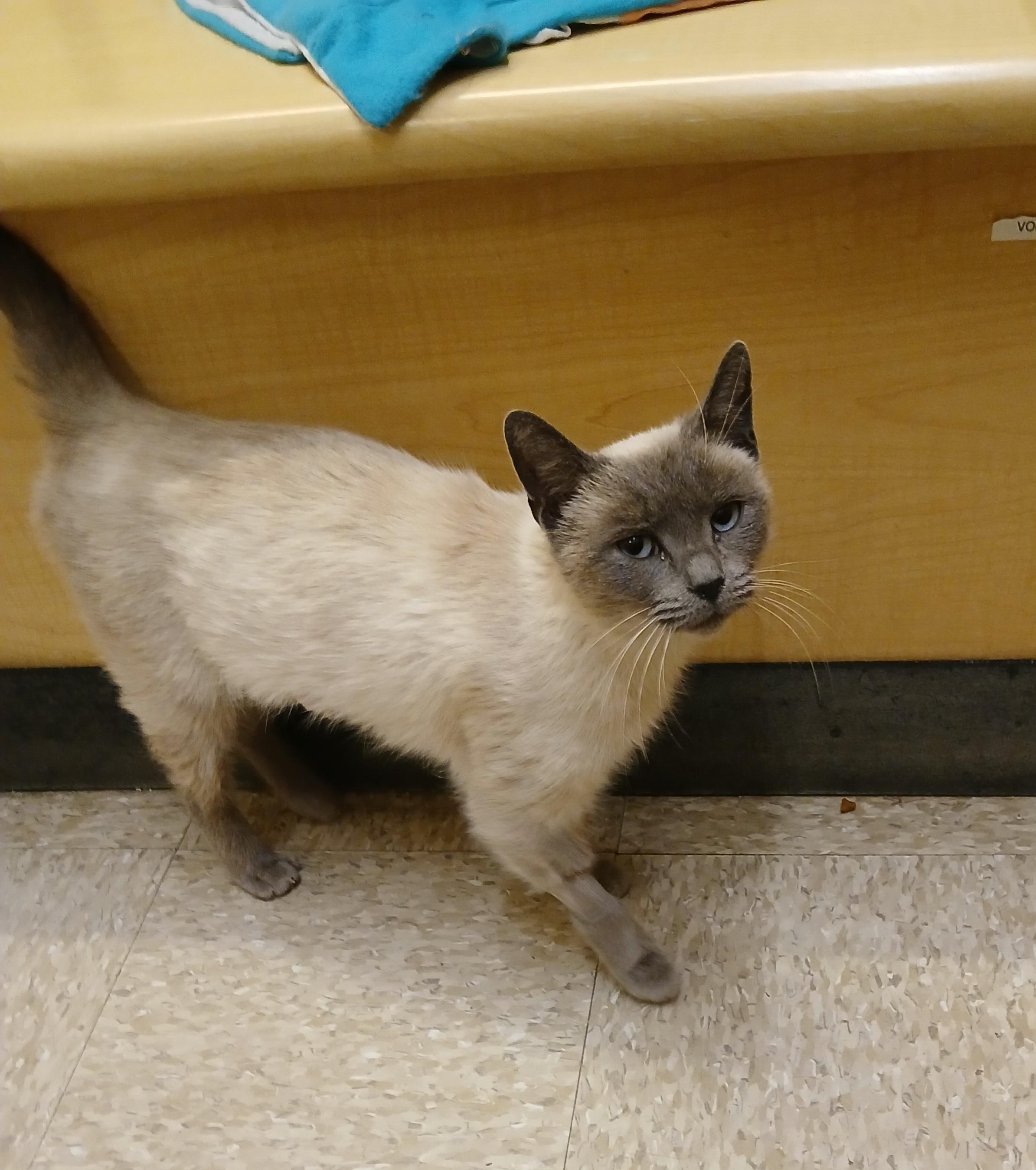 Faye, a Adoptable mixed breed in Albuquerque, NM image 2/6