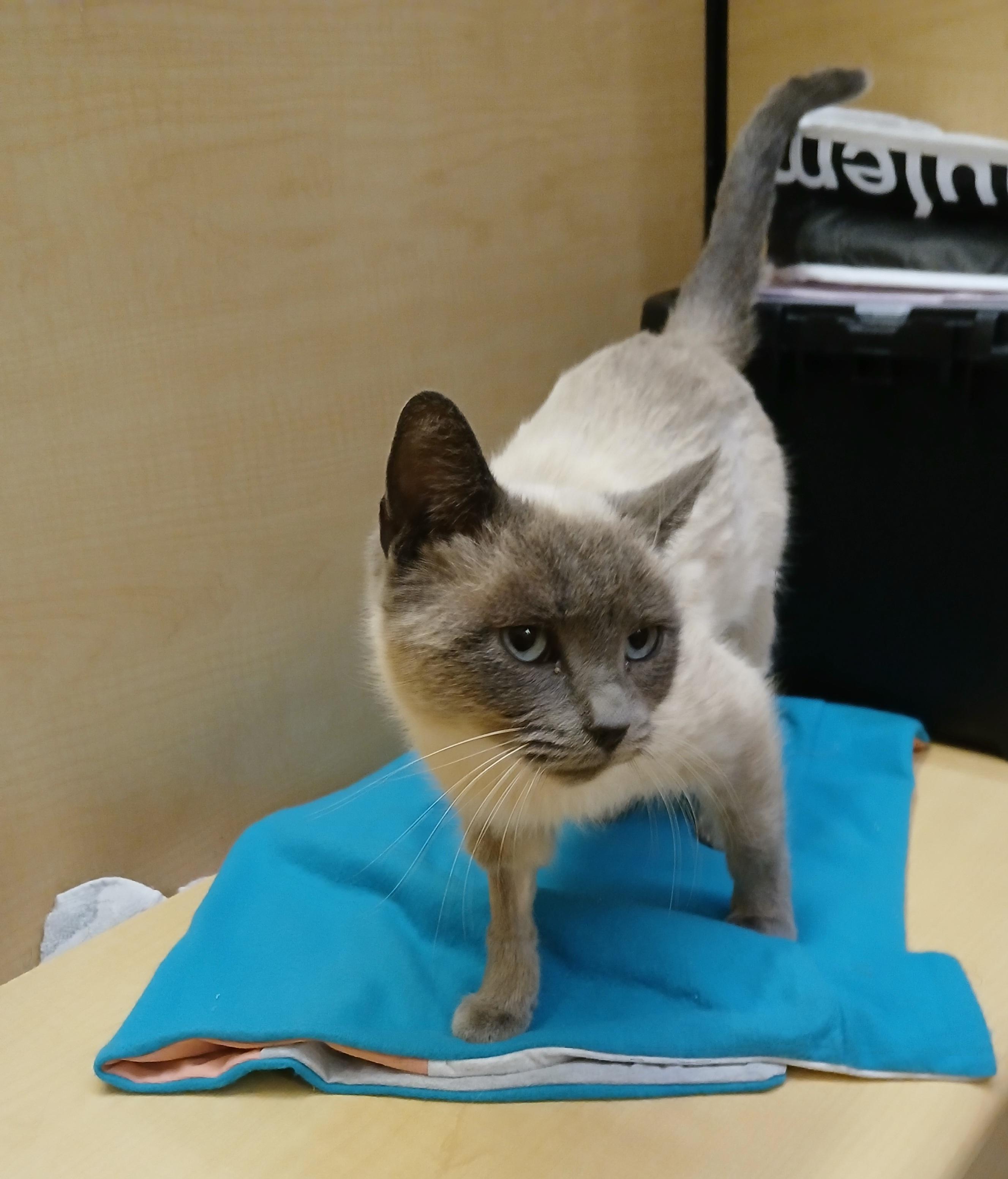 Faye, a Adoptable mixed breed in Albuquerque, NM image 4/6