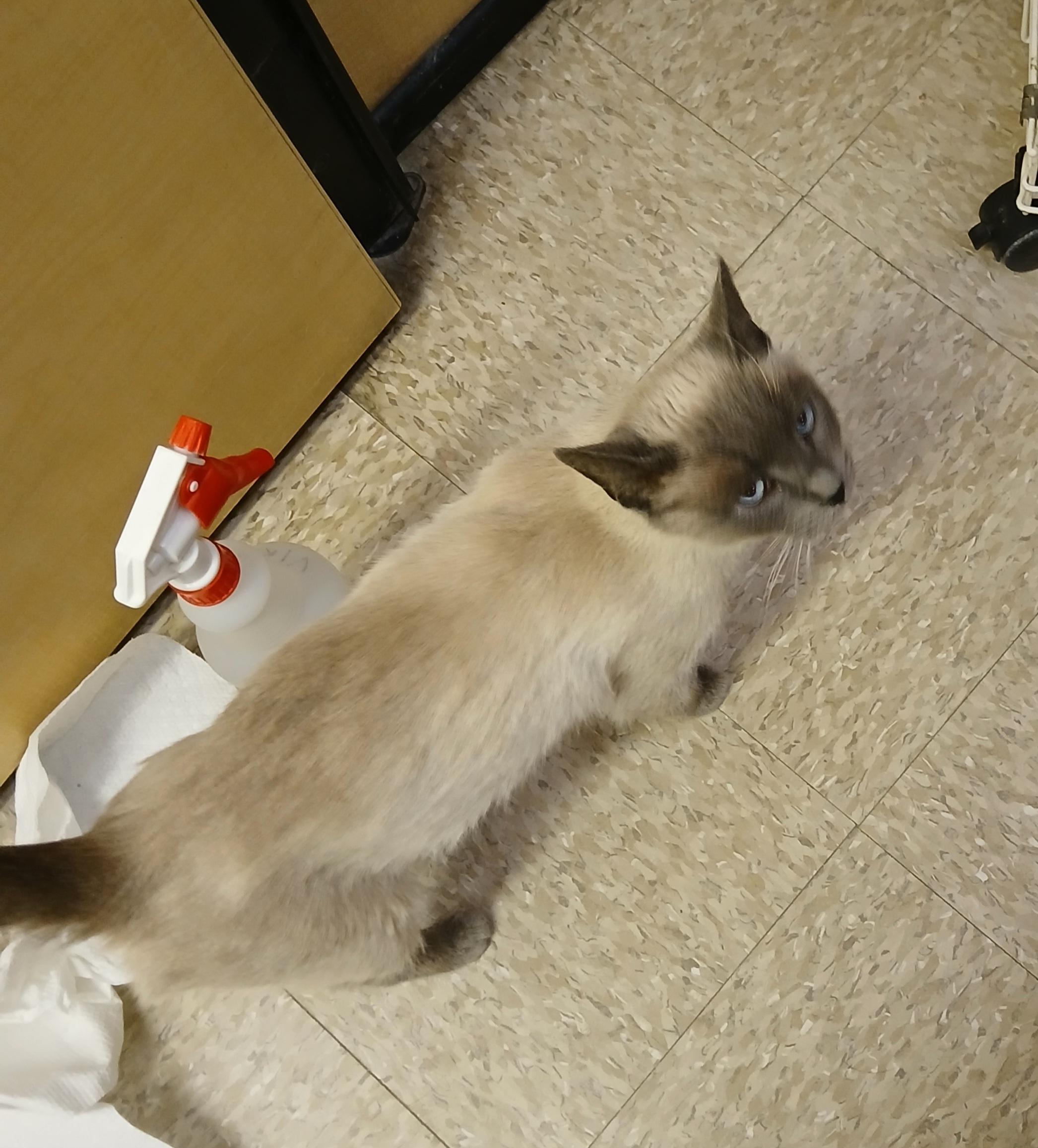 Faye, a Adoptable mixed breed in Albuquerque, NM image 6/6