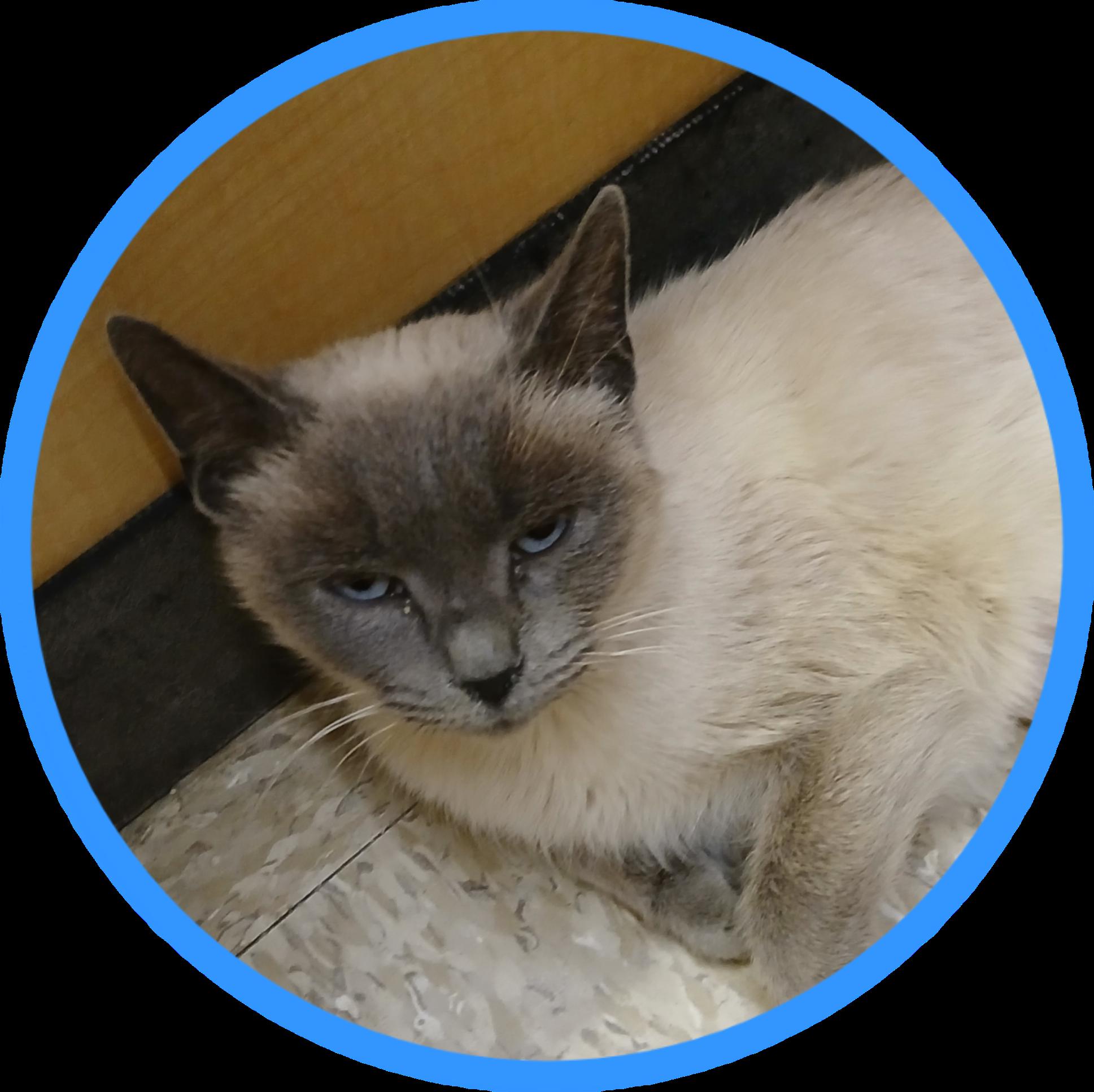 Faye, a Adoptable mixed breed in Albuquerque, NM image 5/6