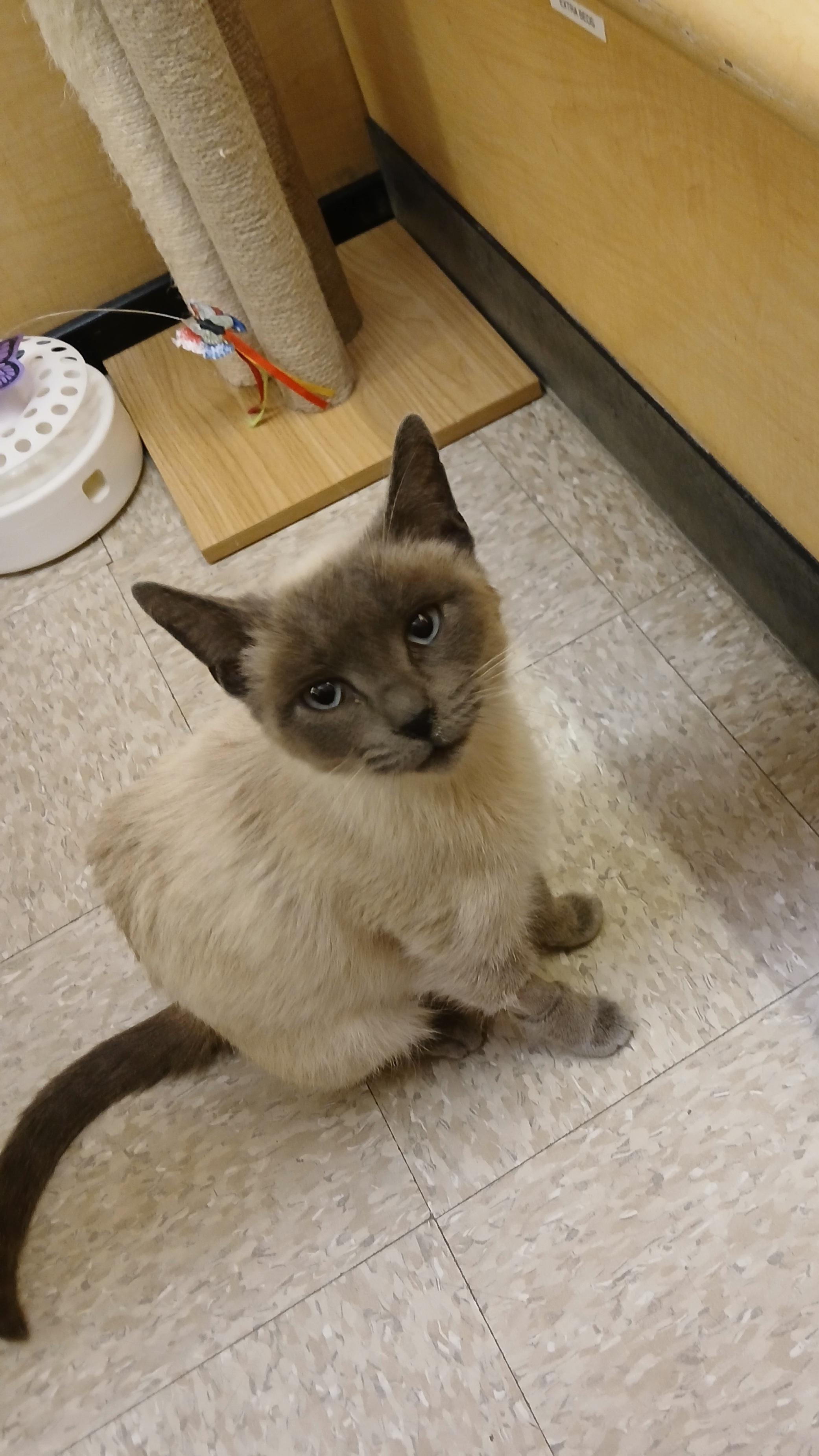 Faye, Adoptable, Young Female Siamese.