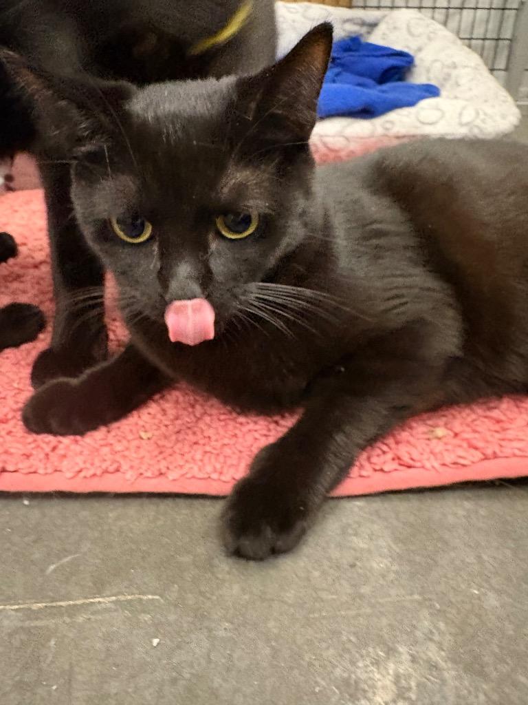 Ada, Adoptable, Kitten Female Domestic Short Hair.