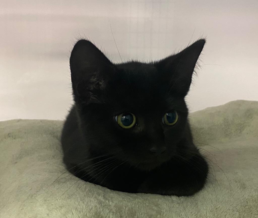 Enlarge Ada, a Adoptable mixed breed in Raleigh, NC image 2/6