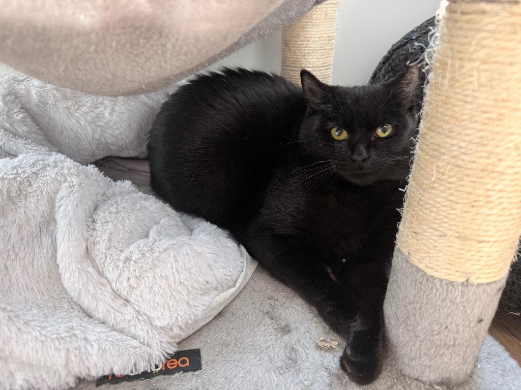 Enlarge Ada, a Adoptable mixed breed in Raleigh, NC image 3/6