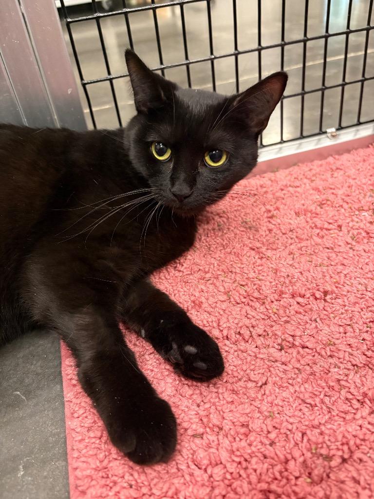 Enlarge Ada, a Adoptable mixed breed in Raleigh, NC image 4/6