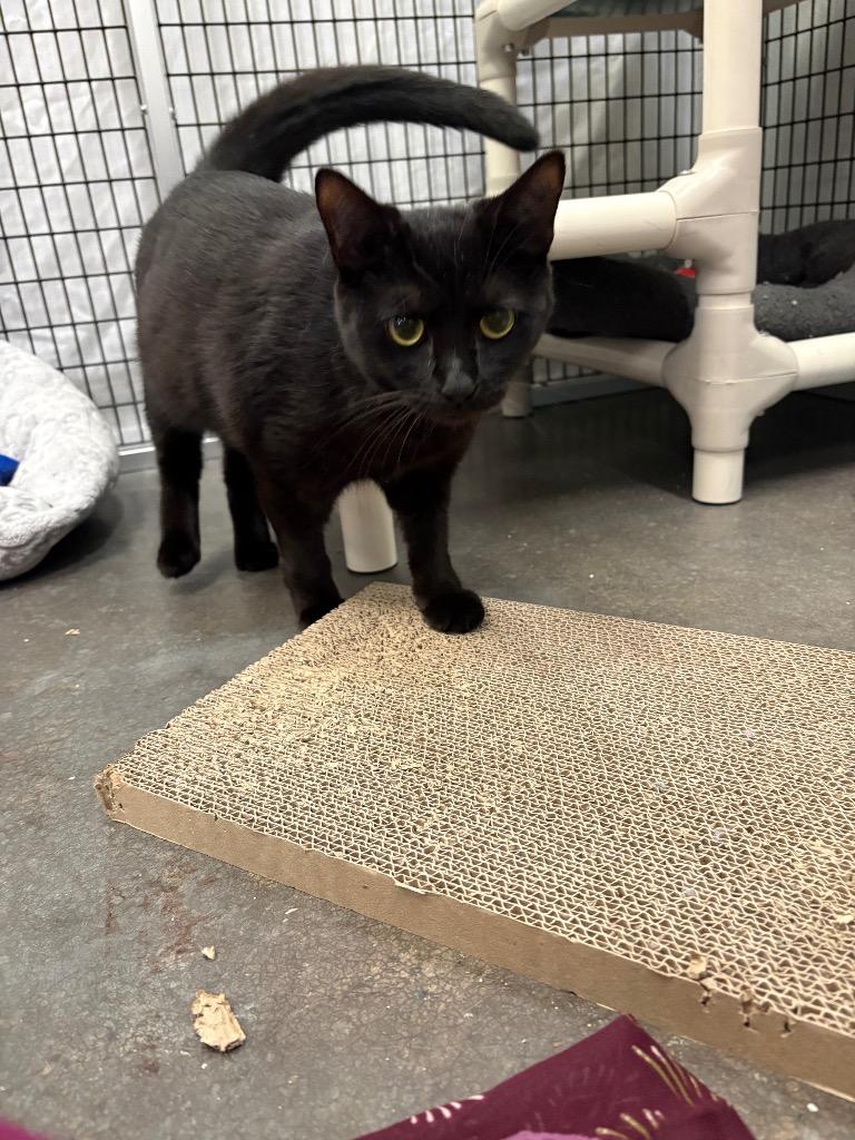 Enlarge Ada, a Adoptable mixed breed in Raleigh, NC image 5/6