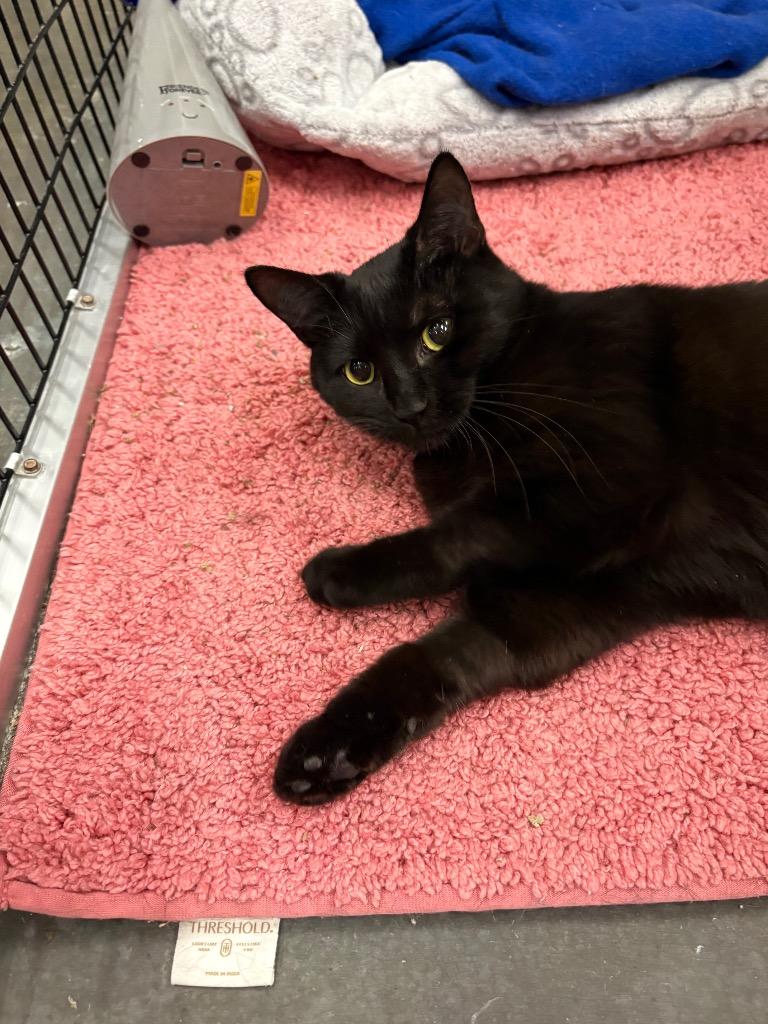 Enlarge Ada, a Adoptable mixed breed in Raleigh, NC image 6/6