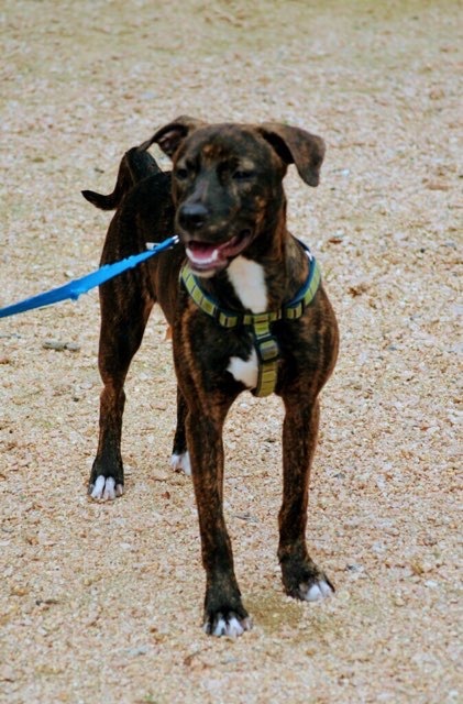Brinkley photo 3