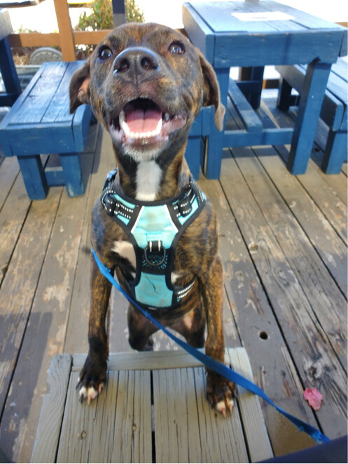 Brinkley photo 6