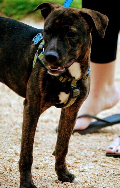 Brinkley, a Adoptable mixed breed in Houston, TX image 3/6