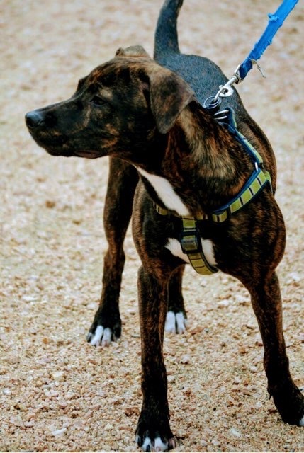 Brinkley, a Adoptable mixed breed in Houston, TX image 4/6