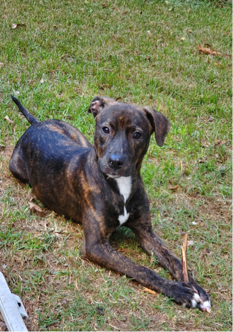 Brinkley, a Adoptable mixed breed in Houston, TX image 5/6