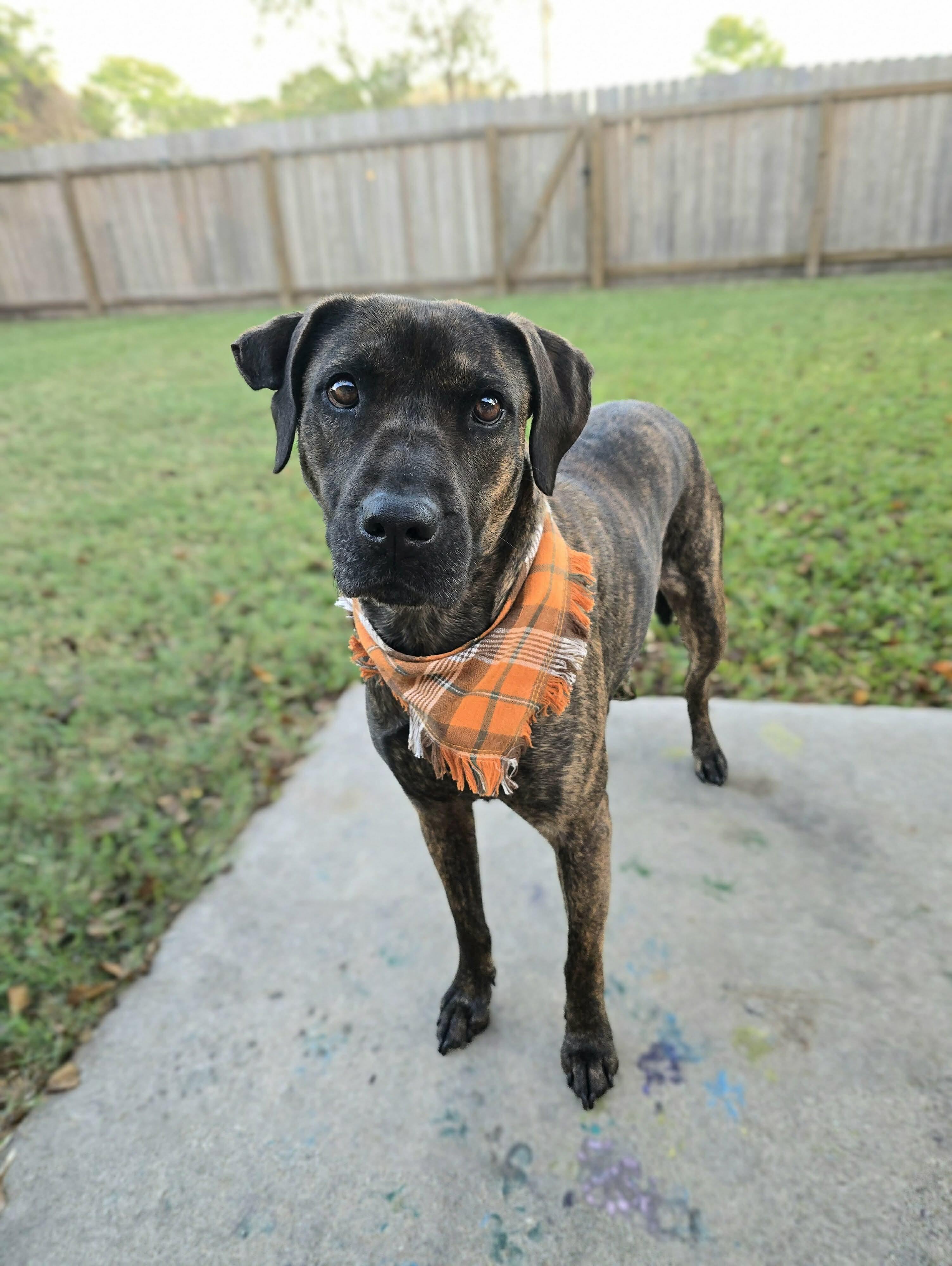 Meadow, a Adoptable mixed breed in Seville, OH image 1/5