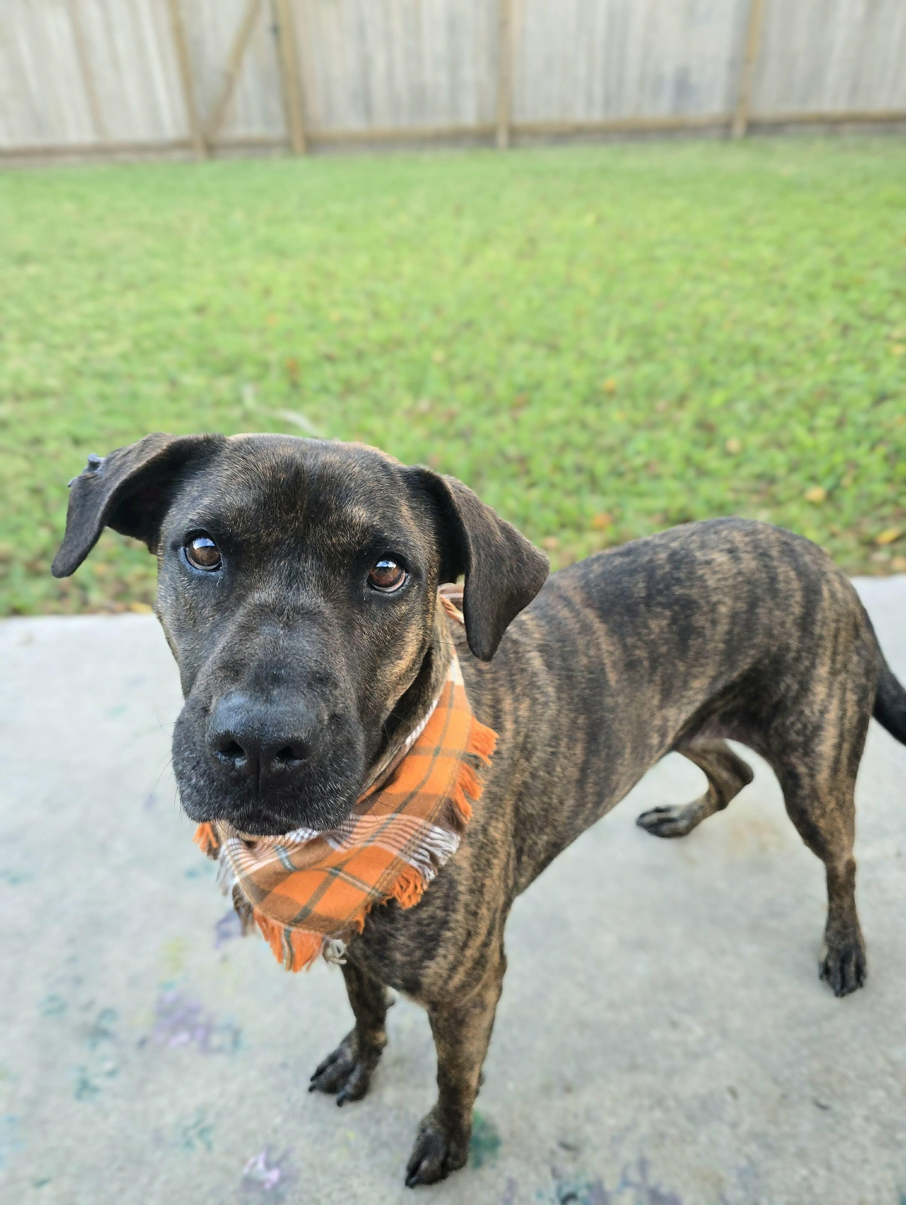 Meadow, a Adoptable mixed breed in Seville, OH image 5/5