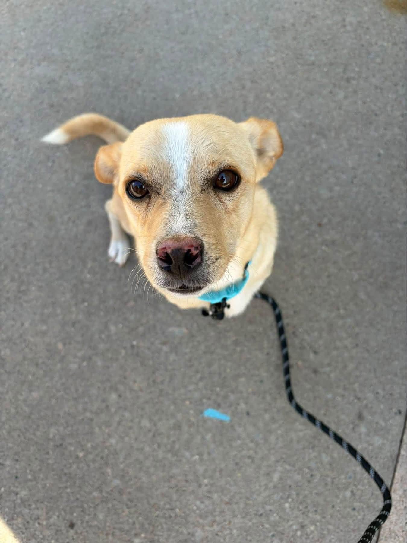 Enlarge Rowan, a Adopted Chihuahua in New London, WI image 1/3