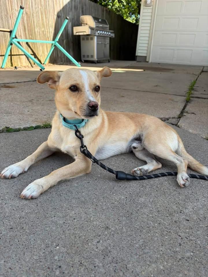 Enlarge Rowan, a Adopted Chihuahua in New London, WI image 2/3