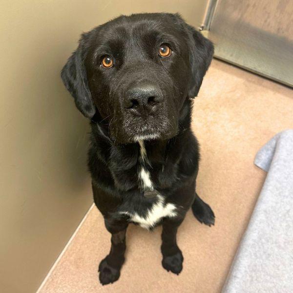 Enlarge Cooper, a Adoptable mixed breed in Walnut Creek, CA image 1/1