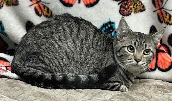 250741 Lamb, a Adopted Domestic Short Hair in Wetumpka, AL image 1/2