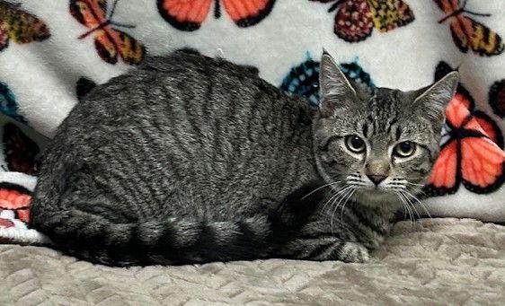 250741 Lamb, a Adopted Domestic Short Hair in Wetumpka, AL image 2/2