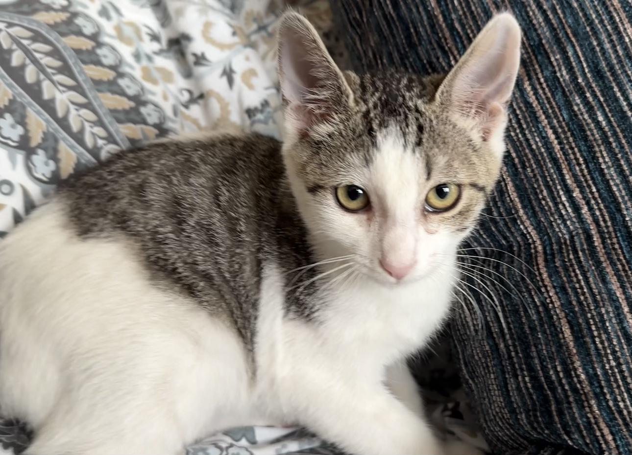 Luke, a Adoptable mixed breed in Tracy, CA image 3/3