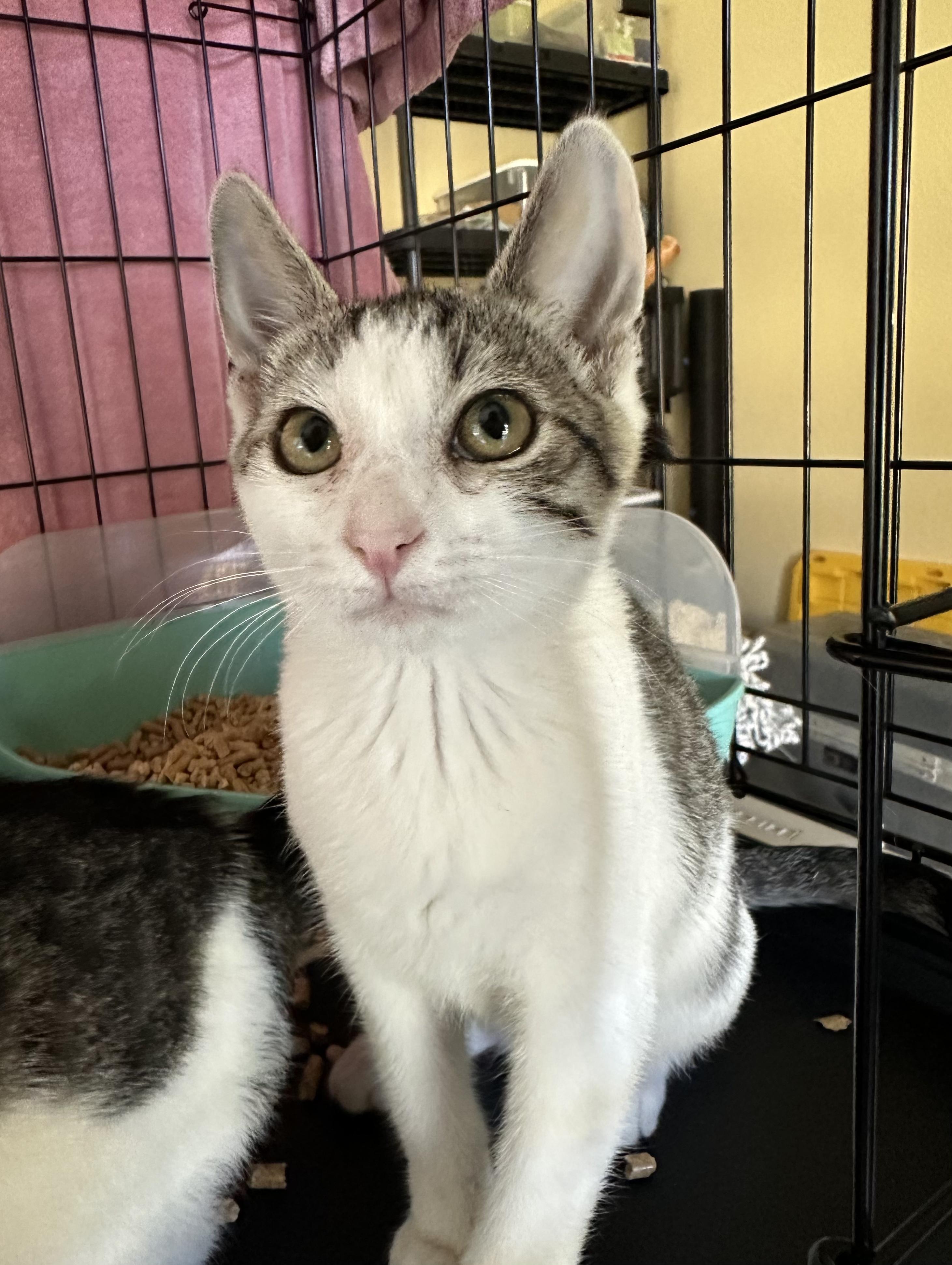 Luke, a Adoptable mixed breed in Tracy, CA image 2/3