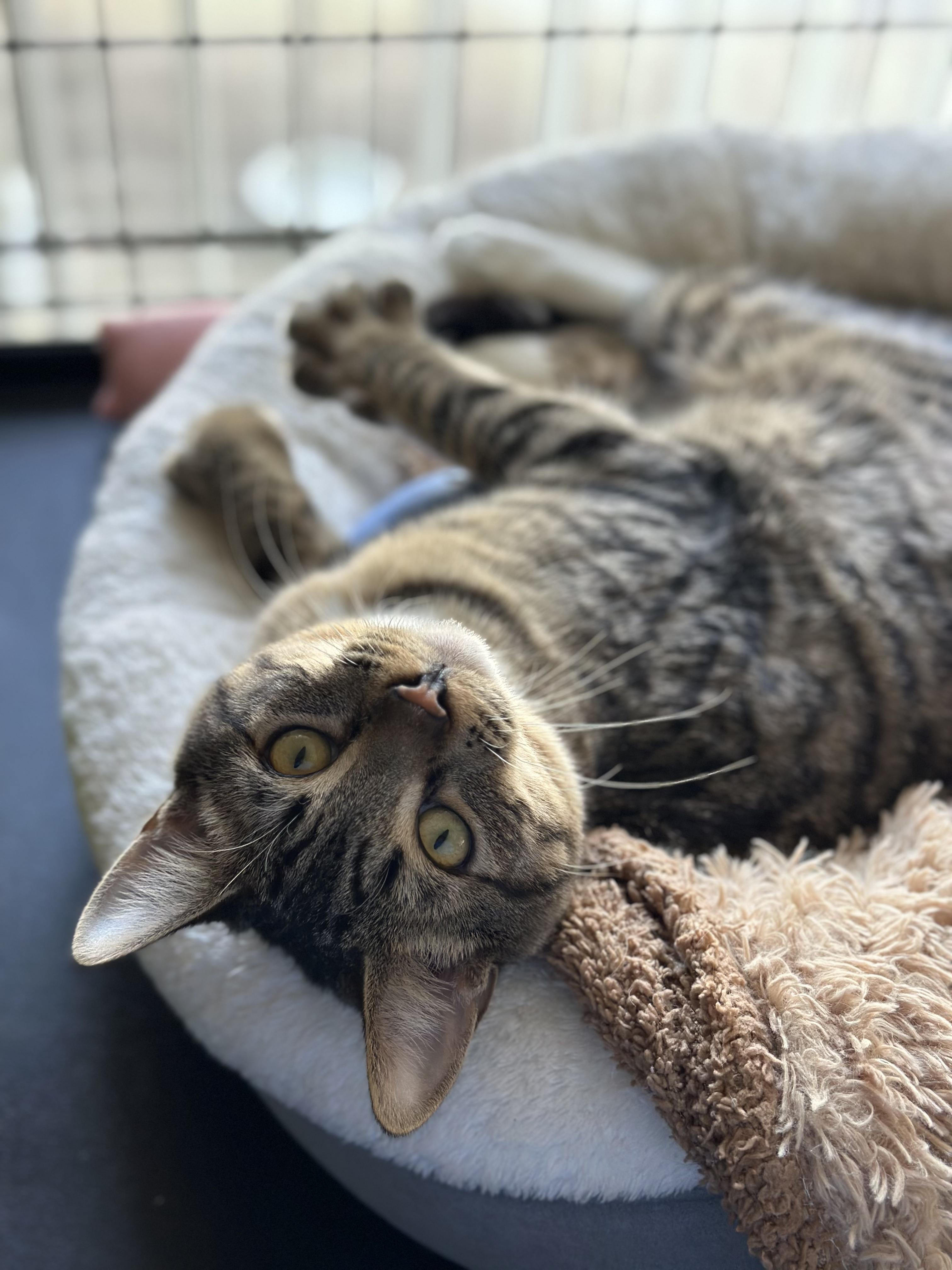 Enlarge Han, a Adoptable mixed breed in Tracy, CA image 1/2