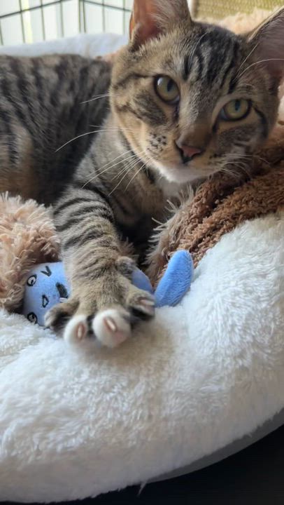 Enlarge Han, a Adoptable mixed breed in Tracy, CA video 2/2