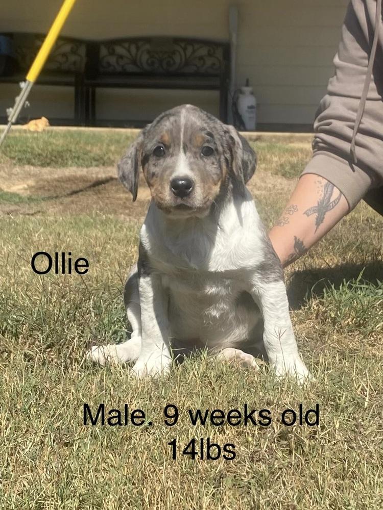 Enlarge Ollie, a Adoptable mixed breed in Norfolk, MA image 1/1