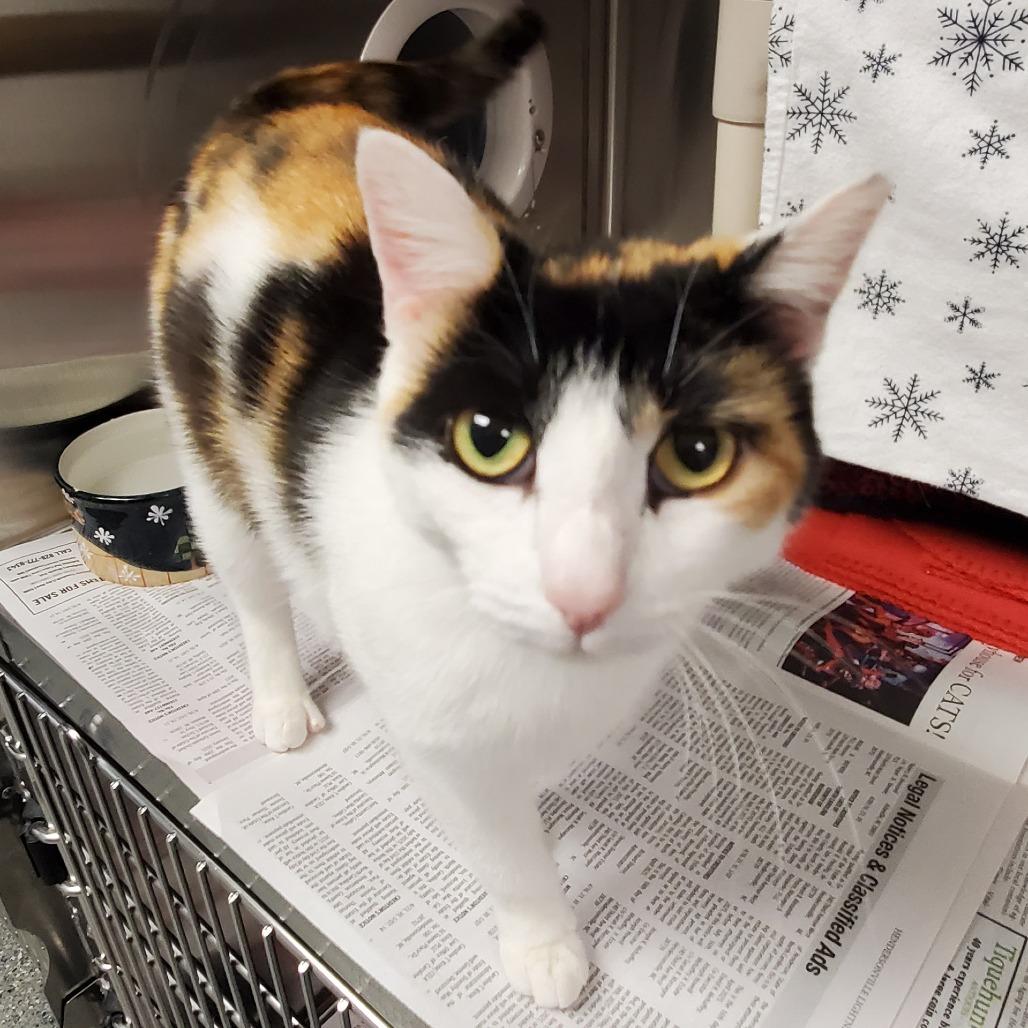 Enlarge Ivy, a Adoptable Domestic Short Hair in Hendersonville, NC image 2/3