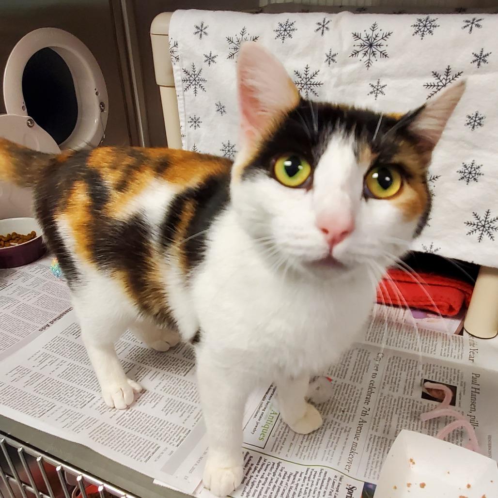 Enlarge Ivy, a Adoptable Domestic Short Hair in Hendersonville, NC image 3/3