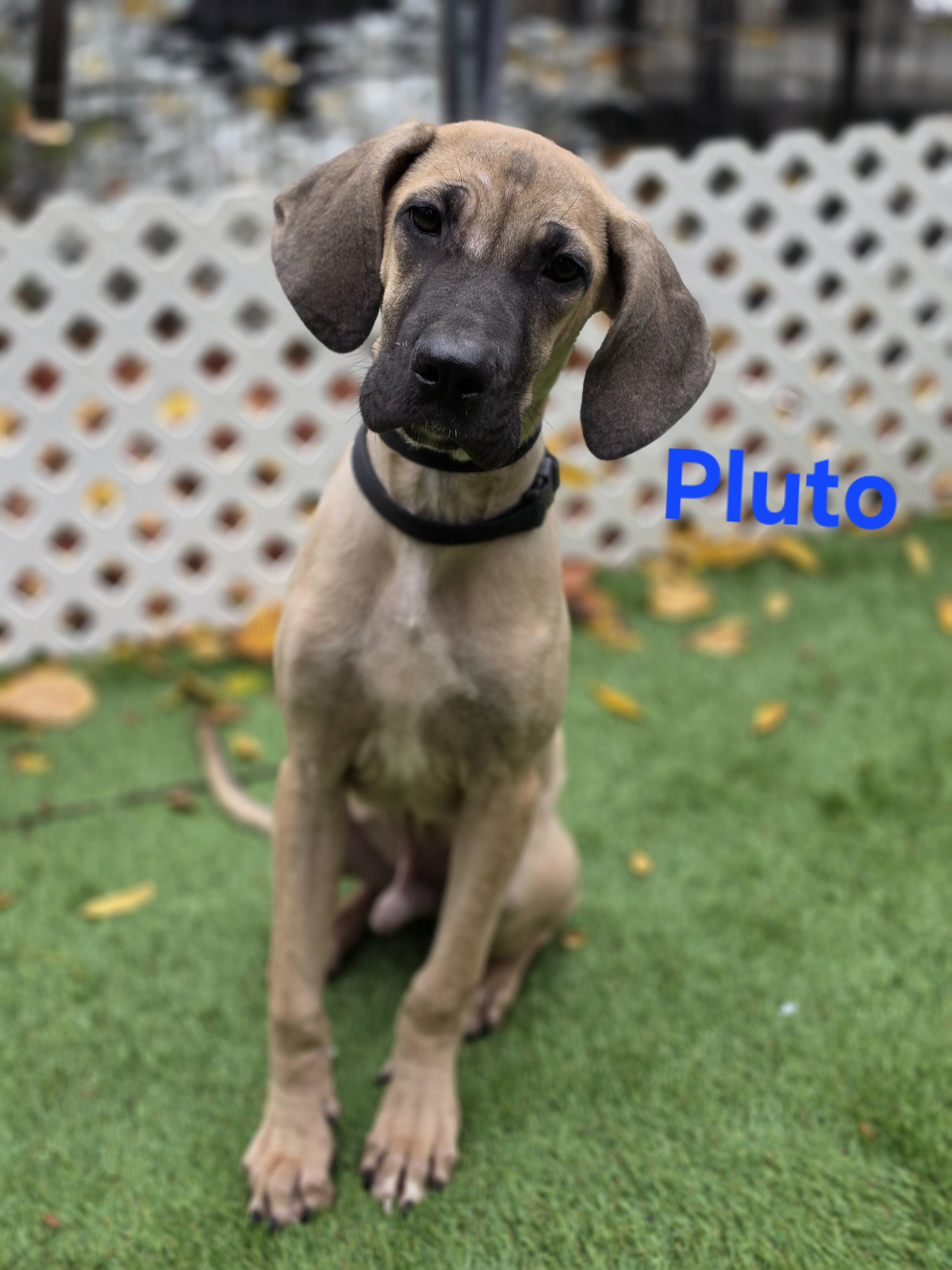 Enlarge Pluto, a Adoptable mixed breed in Blairstown, NJ image 2/5