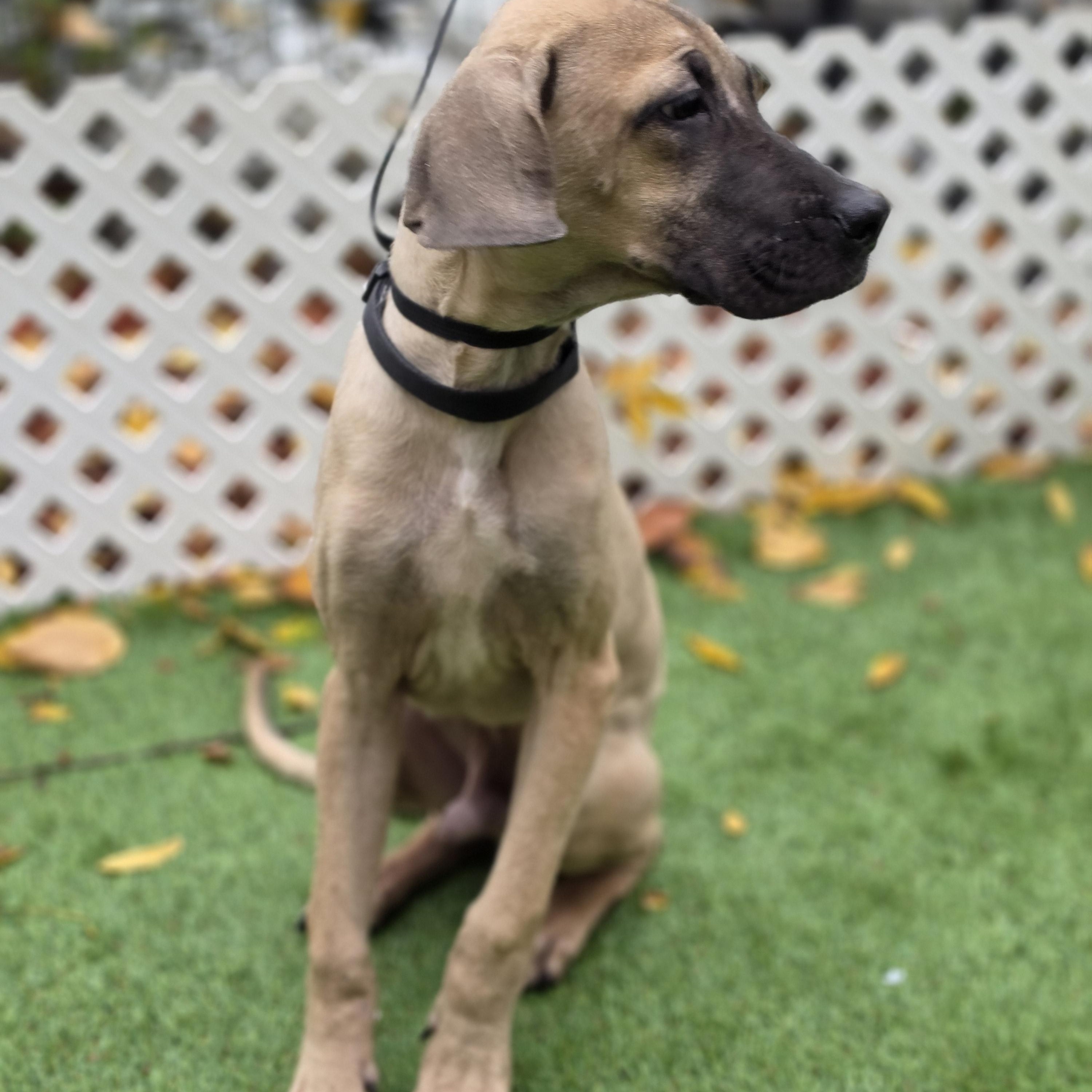 Enlarge Pluto, a Adoptable mixed breed in Blairstown, NJ image 4/5
