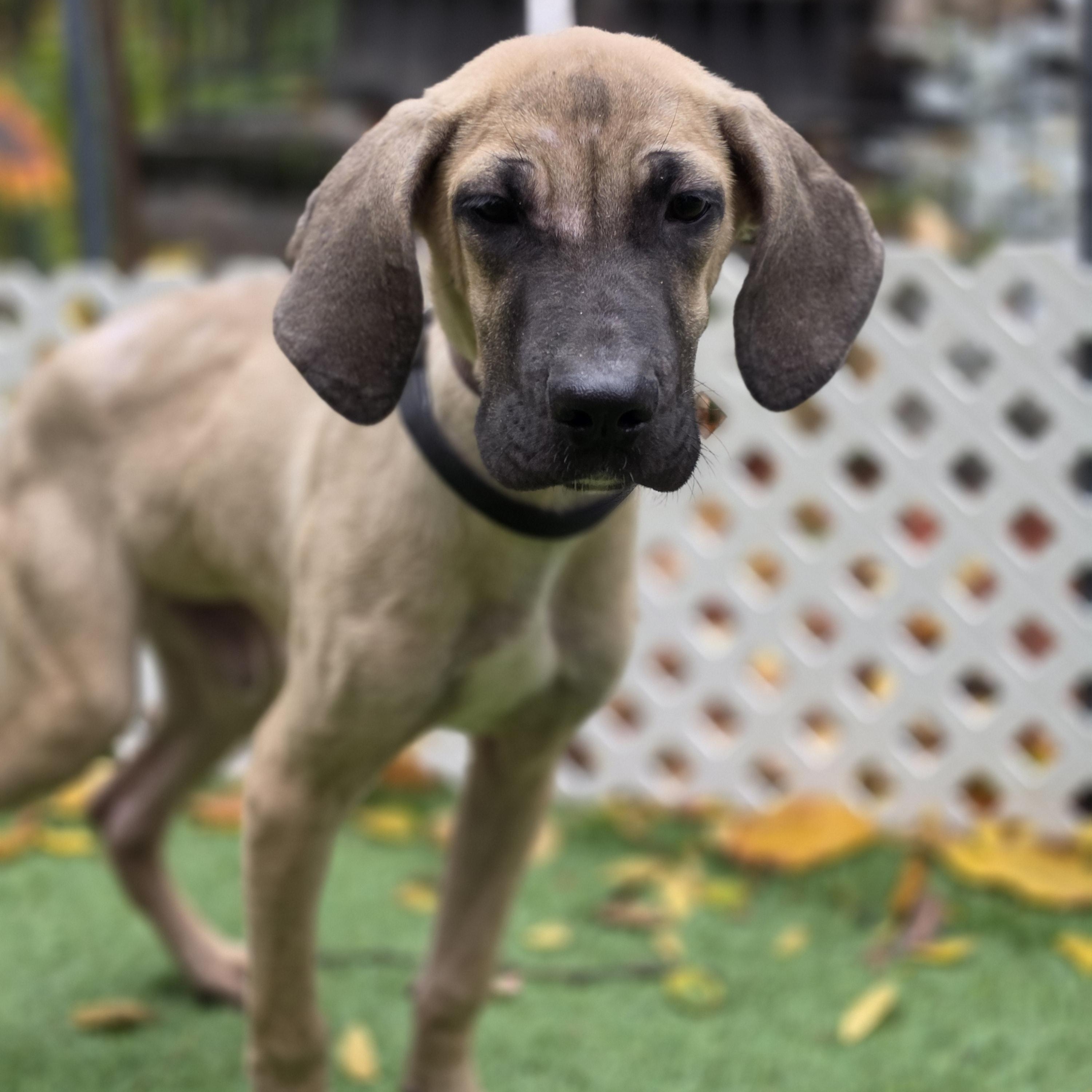 Enlarge Pluto, a Adoptable mixed breed in Blairstown, NJ image 3/5