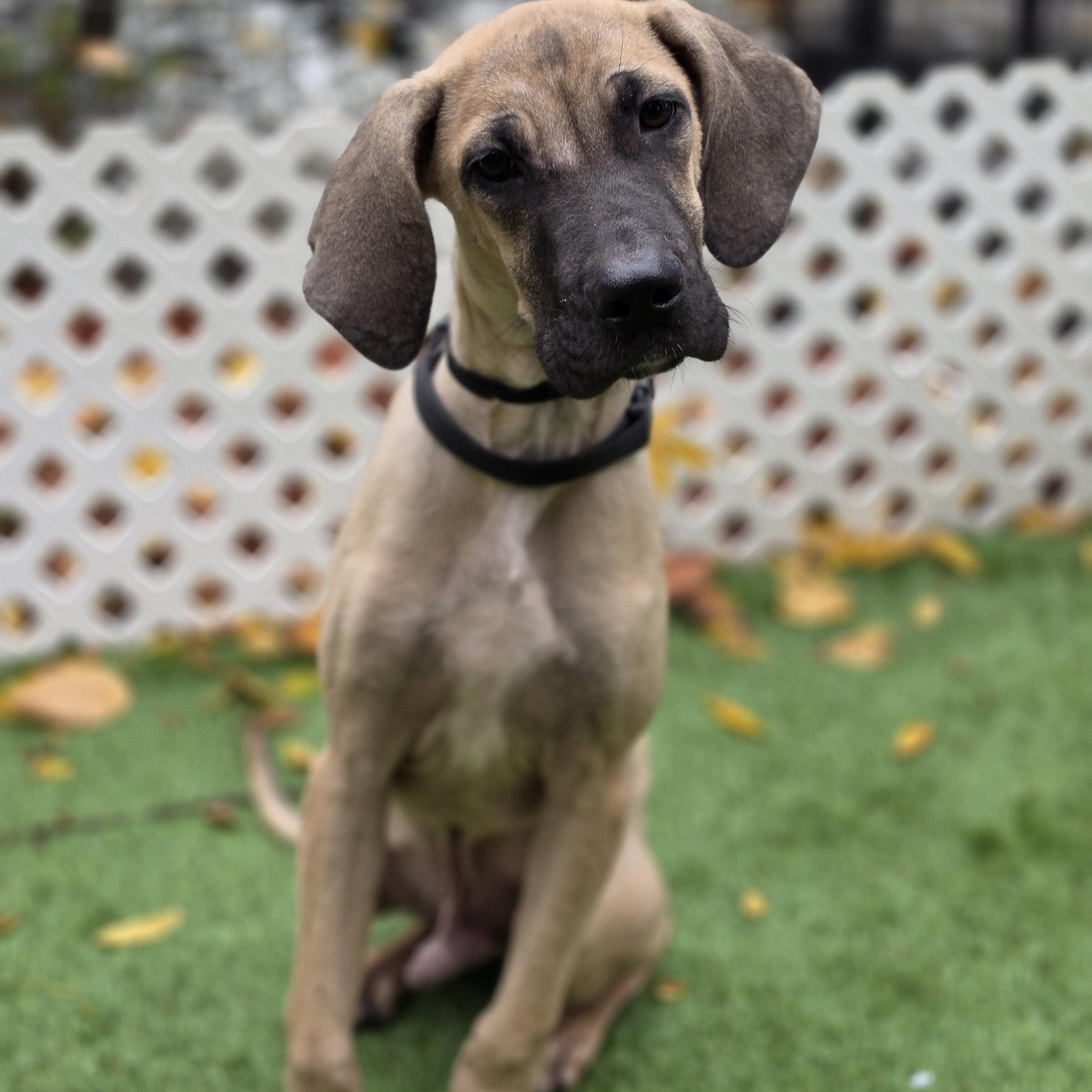 Pluto, Adoptable, Puppy Male Boxer & Cane Corso.