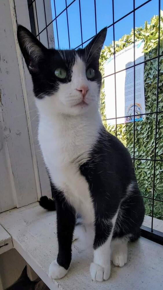 6502 Luke, Adoptable, Adult Male Domestic Short Hair.
