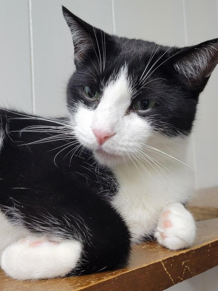 Enlarge 6502 Luke, a Adoptable Domestic Short Hair in Hartwell, GA image 2/5